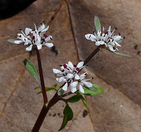 {Erigenia bulbosa}